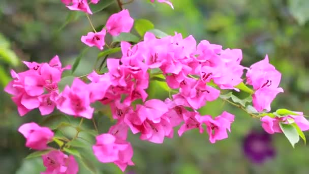 Güzel Renkli Bahar Çiçekleri Bougainvillea Yakın Çekim Dalları Mor Çiçekler — Stok video