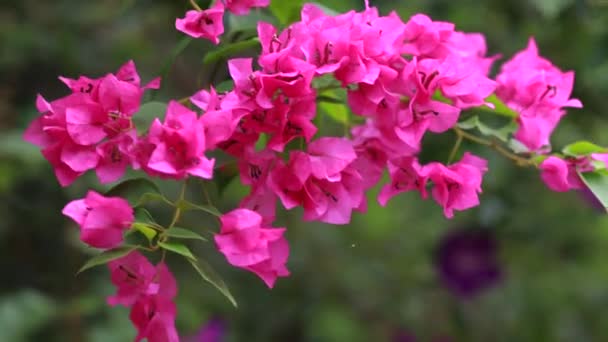 울긋불긋 색깔의 아름다운 부우간 빌레아 가지들 클로즈업 보라색 배경을 이루고 — 비디오