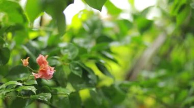 Arka plan olarak doğal yeşil bitkiler manzarası, ekoloji, taze duvar kağıdı konseptini kullanarak arka planda metin için kopyalama alanı bulunan bulanık yeşil arkaplan üzerindeki yeşil yaprağın yakın doğa görünümü.