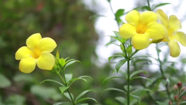 绿叶上美丽的黄色花朵 背景清澈 — 图库视频影像