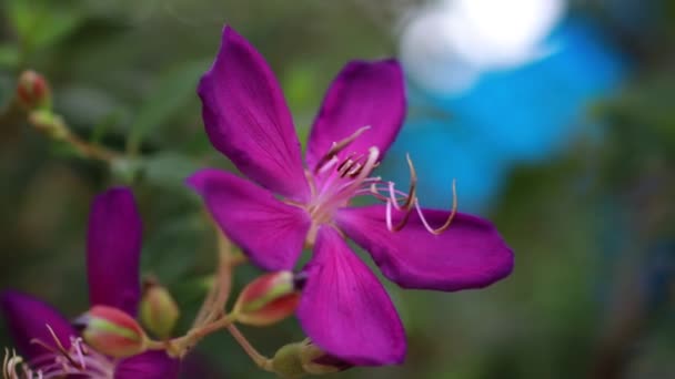 Fioletowe Kwiaty Kwitną Tle Natury Fioletowy Kwiat Miękkim Ostrości Zielone — Wideo stockowe