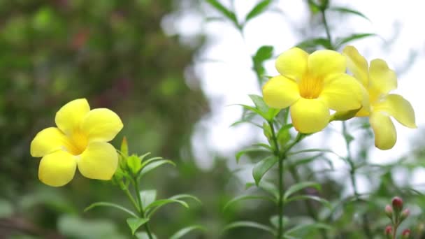 Lindas Flores Amarelas Folhas Verdes Natureza Bokeh Fundo — Vídeo de Stock