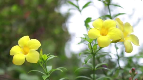 绿叶上美丽的黄色花朵 背景清澈 — 图库视频影像