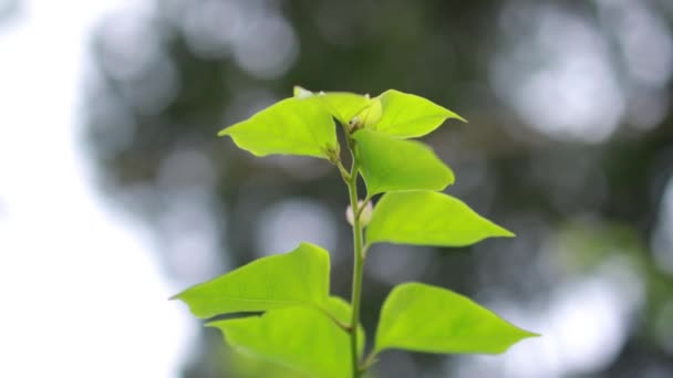 背景として自然緑の植物の風景 生態学 新鮮な壁紙のコンセプトを使用してテキストのためのコピースペースと庭の背景にぼやけた緑の葉の閉鎖的な自然ビュー — ストック動画