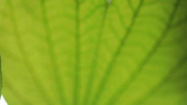 Arka planda doğal yeşil bitkiler manzarası, ekoloji, taze doğa konsepti kullanılarak metin için kopyalama alanı bulunan bulanık yeşil arkaplan üzerindeki yeşil yaprağın yakın doğa görünümü.