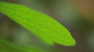 Arka planda doğal yeşil bitkiler manzarası, ekoloji, taze doğa konsepti kullanılarak metin için kopyalama alanı bulunan bulanık yeşil arkaplan üzerindeki yeşil yaprağın yakın doğa görünümü.