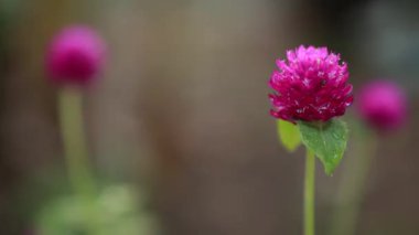 Dans eden çiçek videosu - Bahçede güzel mor / mor renkli yağmur dansı