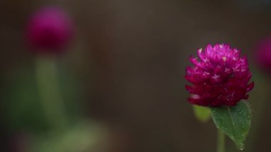 Dans eden çiçek videosu - Bahçede güzel mor / mor renkli yağmur dansı