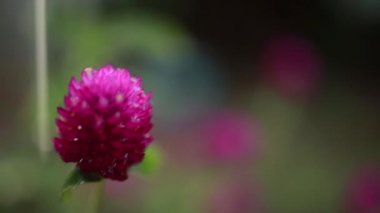 Dans eden çiçek videosu - Bahçede güzel mor / mor renkli yağmur dansı
