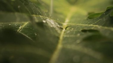 Yeşil yaprakları ile makro çekim çiğ su üzerinde bırakır. Sonbahar konsepti, orman, ağaç, orman, yağmur, tazelik