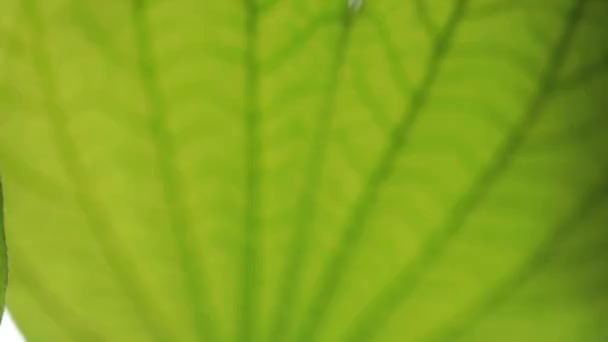 Vue rapprochée de la nature de la feuille verte sur fond de verdure floue dans le jardin avec espace de copie pour le texte en utilisant comme arrière-plan des plantes vertes naturelles paysage, écologie, concept de nature fraîche.