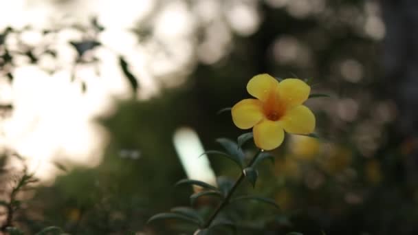 Schöne Gelbe Blüten Auf Grünen Blättern Der Natur Bokeh Hintergrund — Stockvideo