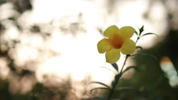 Piękne Żółte Kwiaty Zielonych Liściach Przyrodzie Bokeh Tło — Wideo stockowe