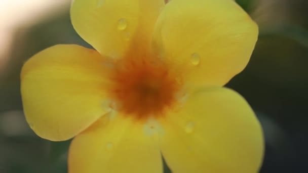 Piękne Żółte Kwiaty Zielonych Liściach Przyrodzie Bokeh Tło — Wideo stockowe