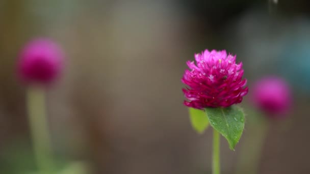 Dança Flor Vídeo Roxo Bonito Violeta Cor Flor Chuva Dança — Vídeo de Stock