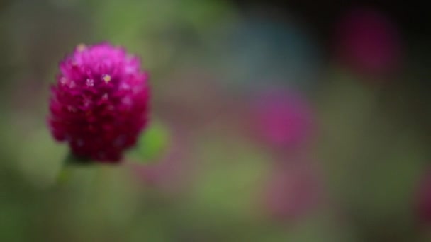 Tánc Virág Videó Gyönyörű Lila Ibolya Színű Virág Eső Tánc — Stock videók