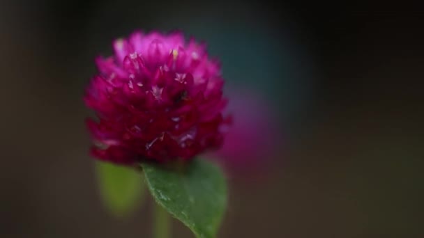 Ballando Video Fiori Bella Viola Viola Colore Fiore Pioggia Danza — Video Stock