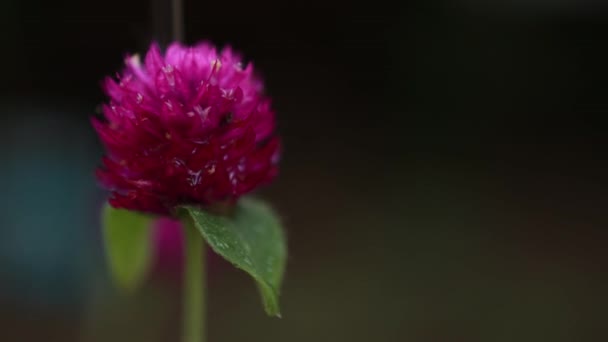 Dança Flor Vídeo Roxo Bonito Violeta Cor Flor Chuva Dança — Vídeo de Stock