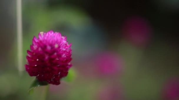 Ballando Video Fiori Bella Viola Viola Colore Fiore Pioggia Danza — Video Stock