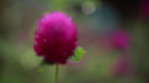 Dança Flor Vídeo Roxo Bonito Violeta Cor Flor Chuva Dança — Vídeo de Stock