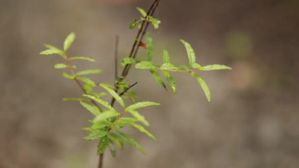 Vue Rapprochée Nature Feuille Verte Sur Fond Verdure Floue Dans — Video