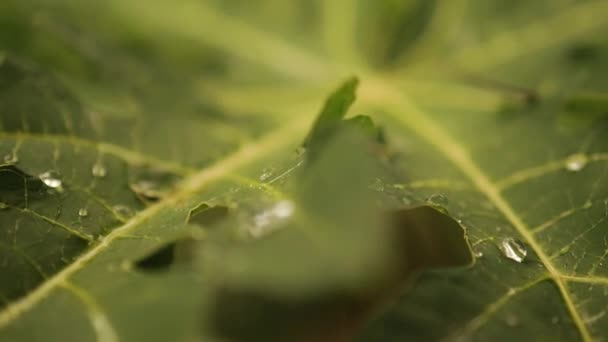 Macro Shot Green Leaves Drops Dew Water Autumn Concept Forest — Stock Video