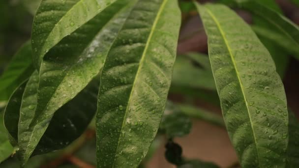 Closeup Nature View Green Leaf Blurred Greenery Background Garden Copy — Stock Video