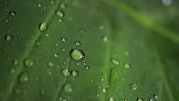 Macro Shot Green Leaves Drops Dew Water Autumn Concept Forest — Stock Video