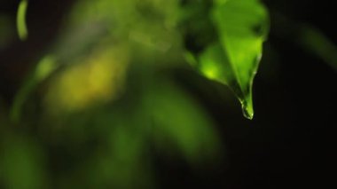 Yeşil yaprakları ile makro çekim çiğ su üzerinde bırakır. Sonbahar konsepti, orman, ağaç, orman, yağmur, tazelik