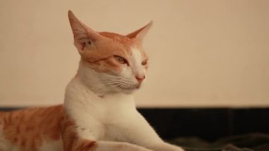 Kırmızı ve beyaz kedinin portresi eve bakıyor. Evcil hayvan dinleniyor, seçici odaklanıyor.