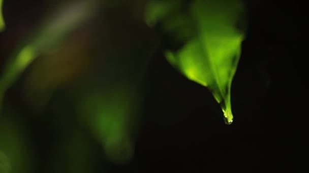 Makro Snímek Zelených Listů Kapky Rosy Vody Nad Podzimní Koncept — Stock video