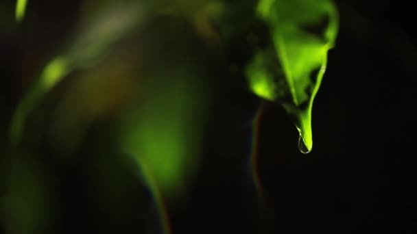 Macro Hojas Verdes Con Gotas Agua Rocío Concepto Otoño Bosque — Vídeo de stock