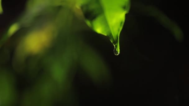 Makro Skott Gröna Blad Med Droppar Dagg Vatten Över Höstens — Stockvideo