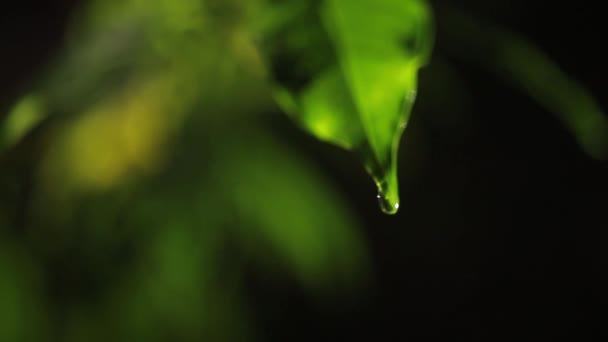 Makro Pchnięciu Zielonych Liści Krople Rosy Wody Nad Jesień Koncepcja — Wideo stockowe