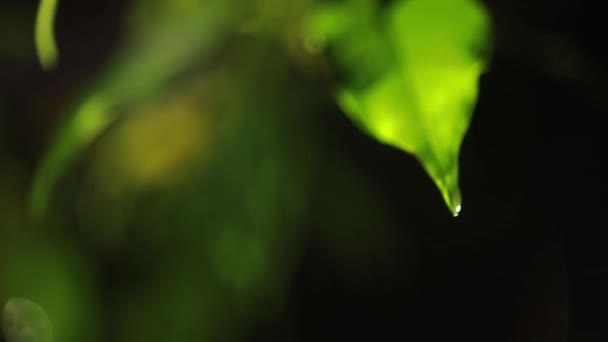 上露水の緑の葉のマクロ撮影が値下がりしました 秋のコンセプト — ストック動画