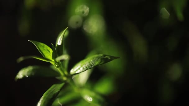 Macro Shot Green Leaves Drops Dew Water Autumn Concept Forest — Stock Video