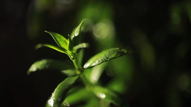 Macro Shot Green Leaves Drops Dew Water Autumn Concept Forest — Stock Video