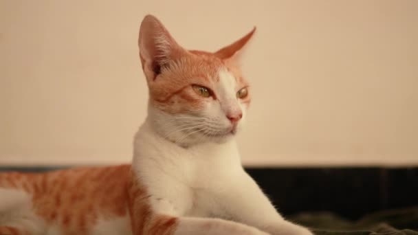 Portret Van Rode Witte Kat Ziet Thuis Uit Huisdier Met — Stockvideo