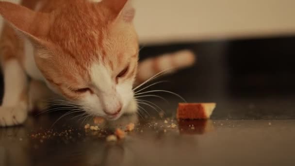 고양이와 고양이는 음식을 바닥에서 먹는다 — 비디오