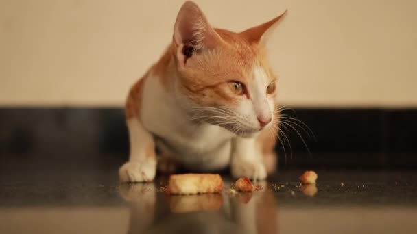 Gato Rojo Blanco Come Suelo Comida Rusk — Vídeos de Stock