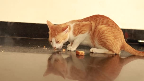 Gatto Rosso Bianco Mangia Piano Cibo Fette Biscottate — Video Stock