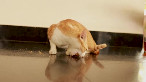 Red White Cat Eats Floor Rusk Food — Stock Video