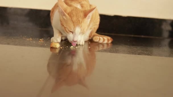 Gato Rojo Blanco Come Suelo Comida Rusk — Vídeos de Stock