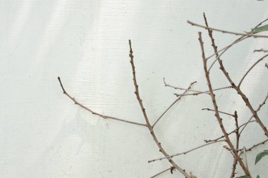 Arka planda doğal yeşil bitkiler manzarası, ekoloji, taze doğa konsepti kullanılarak metin için kopyalama alanı bulunan bulanık yeşil arkaplan üzerindeki yeşil yaprağın yakın doğa görünümü.