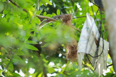 Hint dev sincabı ev yaratır, ya da Malabar dev sincabı. Hint dev sincabı en büyük sincaplardan biridir.