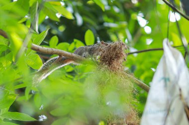 Hint dev sincabı ev yaratır, ya da Malabar dev sincabı. Hint dev sincabı en büyük sincaplardan biridir.