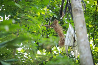 Hint dev sincabı ev yaratır, ya da Malabar dev sincabı. Hint dev sincabı en büyük sincaplardan biridir.