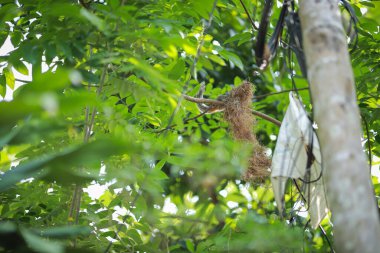 Hint dev sincabı ev yaratır, ya da Malabar dev sincabı. Hint dev sincabı en büyük sincaplardan biridir.