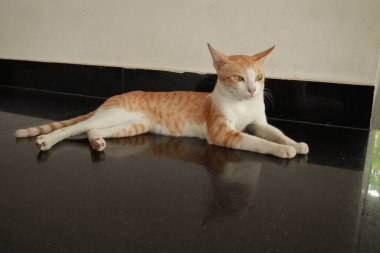 Kırmızı ve beyaz kedinin portresi eve bakıyor. Evcil hayvan dinleniyor, seçici bir odak noktası var. Tatlı kızıl kedi. Yumuşak evcil hayvan rahatça uykuya daldı. Komik bir evcil hayvanla samimi bir arka plan..