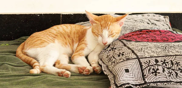 Kucing Berambut Pirang Manis Lantai Dengan Sprei Hijau Dan Bantal — Stok Foto